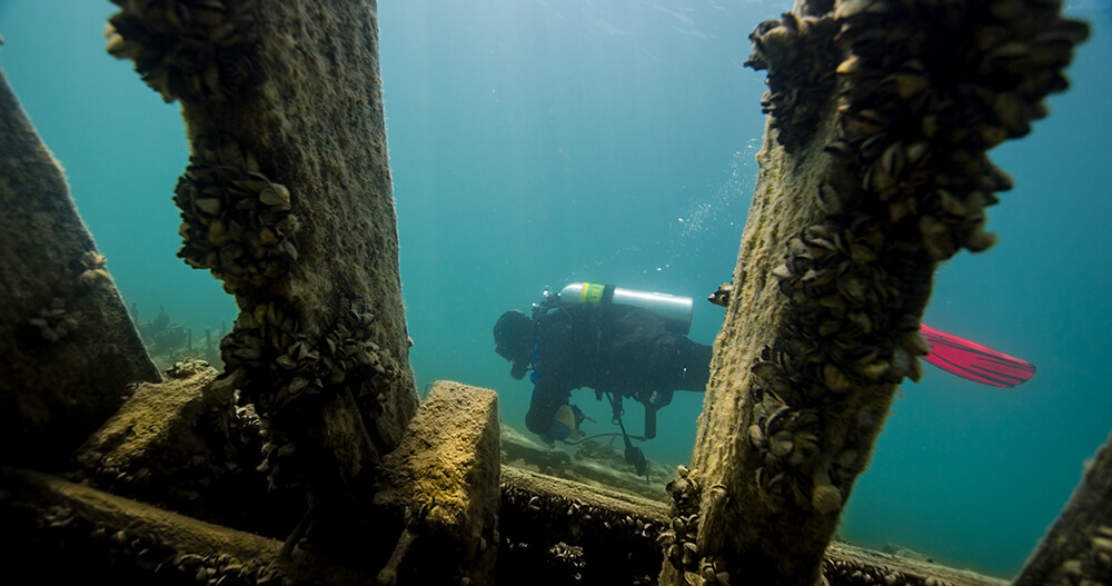 a diver seen between wood planks of a shipwreck