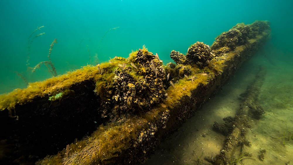 a shipwreck covered in marine growth and muscles