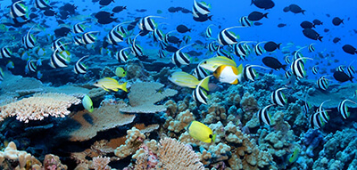 Fish swim around a reef