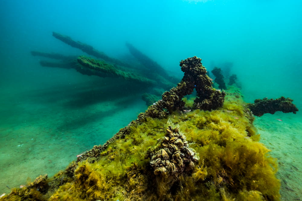 Algae and mussels coat the shallow wooden wreckage of Harvey Bissell